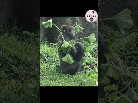Tayari in a new outfit🤣 gorilla gorillatag taipeizoo animal…