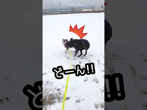柴犬にヘビー級アタック炸裂！テンション上がりすぎたラブラドールの末路 サムネイル