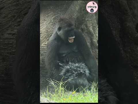 Tayari enjoy splashing water💦 gorilla taipeizoo 金剛猩猩 台北市立動物…