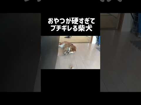 おやつが硬すぎてブチギレる柴犬 shorts 柴犬 shibainu サムネイル