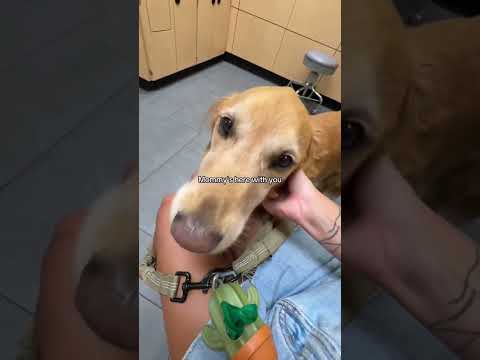 coming home to my golden retriever🥵goldenretreivers dog pup… サムネイル