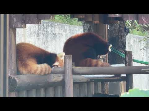 3分ほど、隣り同士でやすめた円実ちゃんひなたくん☺️ レッサーパンダ　大森山動物園にて　2026年9月22日