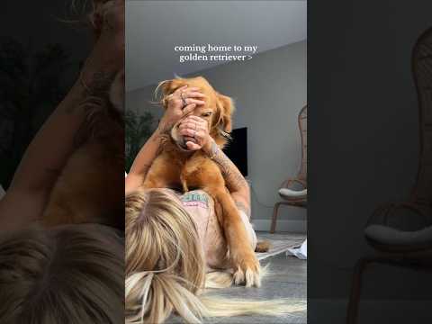 coming home to my golden retriever ♥️ goldendog dog puppy g… サムネイル