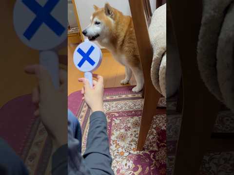 柴犬福 今度は鼻シワ後に✖️押されちゃう柴犬🤣Sis and Shiba🤣姉と柴 shorts japanesedog… サムネイル