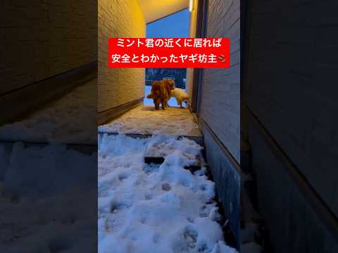 安全な場所を知ったヤギ坊主🐐#shorts #ゴールデンレトリバー #puppy #癒し #グレートピレニーズ #ミン… サムネイル