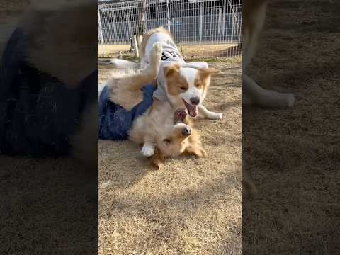 お友達のイギーくんとドッグランに行ってワンプロ祭りしてきました👍ゴールデンレトリバー ボーダーコリー サムネイル