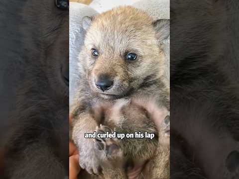 "I'm a noble wolf king, not a dog!" 🐺👑animals cute science…