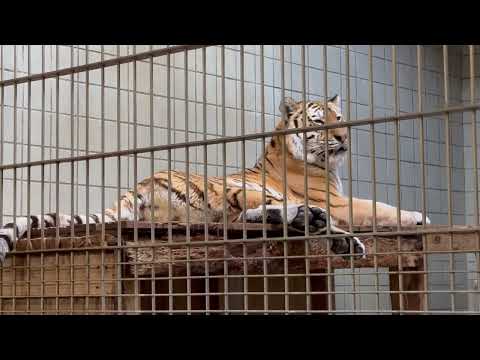 お部屋で寛ぐローラさん　アムールトラ　浜松市動物園にて　2026年2月15日 サムネイル