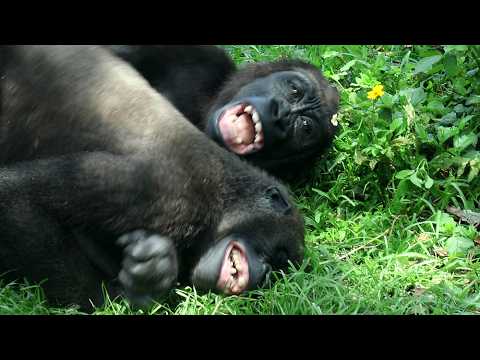 Ringo is running around on Iriki's back, happy Jabali playi… サムネイル