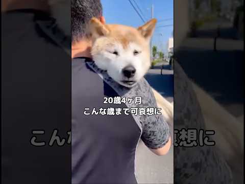 日光浴しながらバギーでお散歩する愛犬を見て杖をつきながら歩くおじさんがポツリと言ったこと 柴犬 老犬 shorts