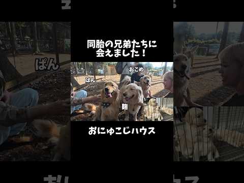 兄弟みんなそっっっくりでした！！ ゴールデンレトリバー 犬と2人暮らし 大型犬 サムネイル