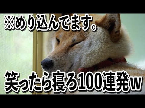 【おまwその顔どうなっとんww】ツッコミどころ満載なおもしろ犬動画100連発【笑ったら寝ろwww】 サムネイル