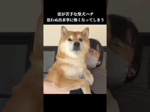柴犬ハチは初めての痛みにビックリして… shibainu 犬のいる暮らし かわいい サムネイル