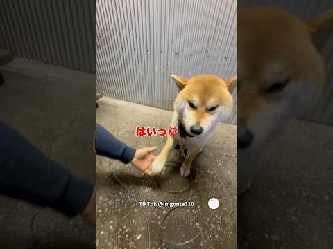 不満顔…めんどくさそうにお手する柴犬　　　　　柴犬　犬　かわいい犬 犬のいる暮らし 面白い サムネイル