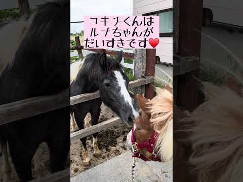 好きが溢れちゃうユキチくん東武動物公園動物ポニーかわいい zooanimals