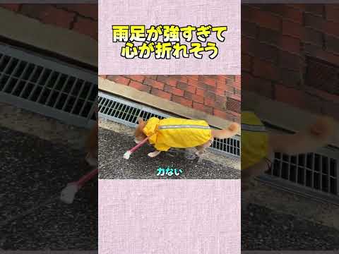 雨足が強すぎて 心が折れそう 神戸  shibainu shiba 癒し