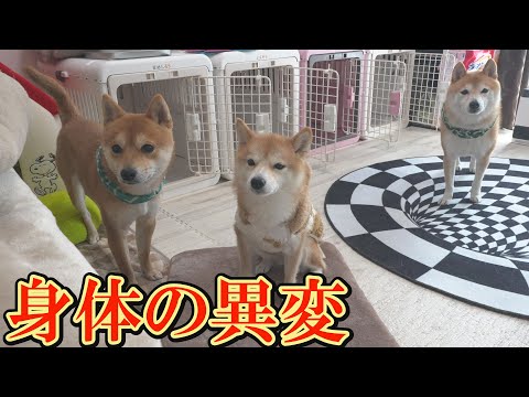 脱毛症の疑いがあった柴犬に、わずか数日で急激な変化が起こりました。 サムネイル