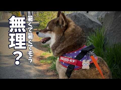 散歩中の柴犬がダウン？飼い主下した決断は？ サムネイル