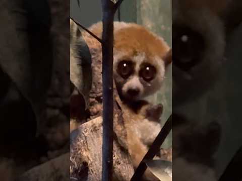 shorts グルーミングしてあげている仲良しレッサースローロリス　埼玉県こども動物自然公園にて　2026年3月6日 サムネイル
