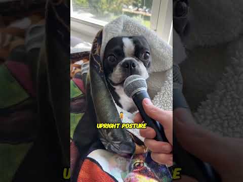 How Boston Terriers Earned the Nickname American Gentleman… サムネイル