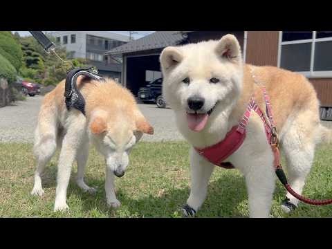 １０年以上喧嘩し続けていたライバル柴犬と和解しました。 サムネイル