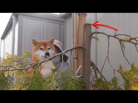 大雪で大変な庭にまさかの追い打ちが… サムネイル