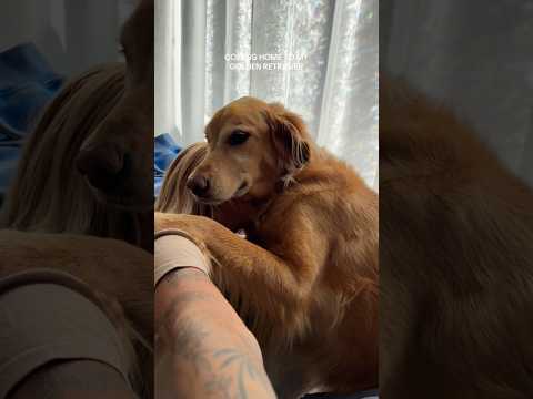 coming home to my golden retriever❤️india retreiver dog pup… サムネイル
