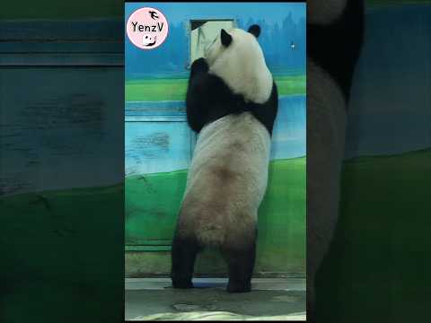 圓寶 ： 猜猜我多高？ panda taipeizoo 台北市立動物園 貓熊 熊貓 cute shorts