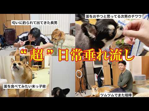 【流し見】多頭飼いアラフォー男のくだらないおバカでリアルな日常 サムネイル
