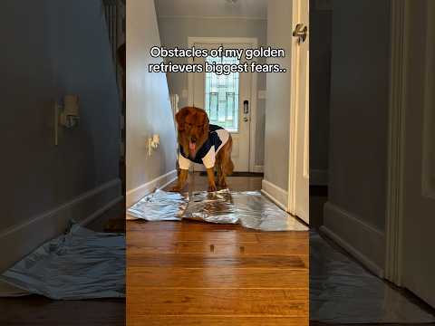 What’s your dog scared of?