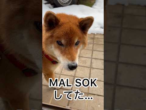 ’26.2.8 力丸は、雪でもMAL SOK！ 柴犬 shibainu 柴犬のいる暮らし 柴犬の日常 雪の日 眠い犬… サムネイル