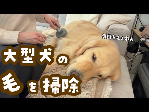 毎日愛犬の毛と戦っています                                       uwantv5…
