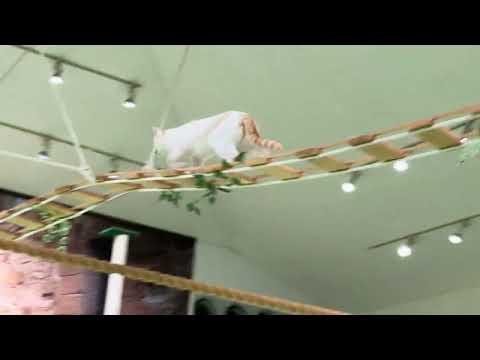 オープニング！なかなか見れない猫によるショー ザ・キャッツ　那須どうぶつ王国にて　2025年1月9日 サムネイル