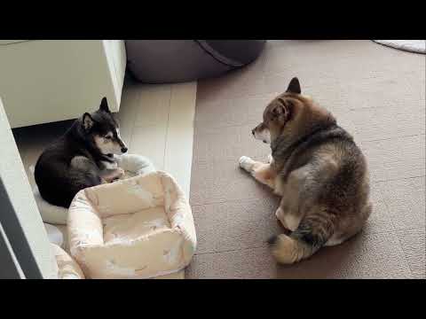 月曜朝の柴犬たち