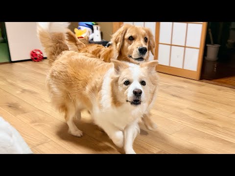 【大惨事】居るはずのないジィジが家の中に気付いた犬...!!【ゴールデンレトリバー・ボーダーコリー】