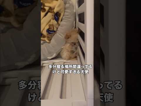 愛犬の様子を見に行ったらこの世で1番可愛い天使だった件 チワプー チワワ プードル 子犬 サムネイル