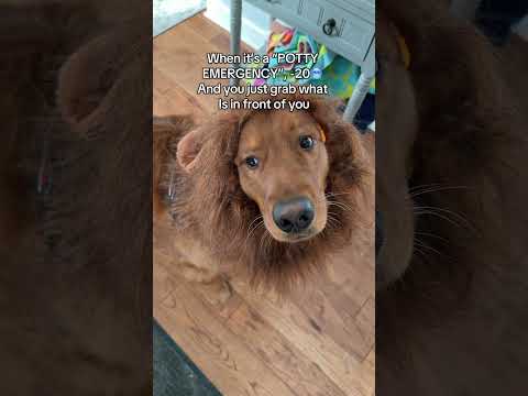 Why is EVERYTHING an emergency?😂 サムネイル