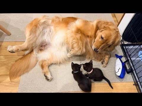 怯える子猫に"家族"だよってアピールする犬の行動が健気すぎました...🥲【ゴールデンレトリバー・ボーダーコリー】