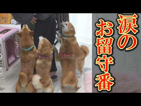 ママが２度と帰って来ないと思い込んだ悲痛な柴犬達の緊迫のお留守番・・・ サムネイル
