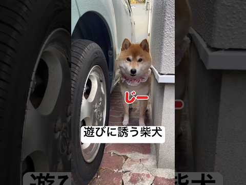 遊びに誘ってくる柴犬が可愛い💕　　　柴犬　　犬　かわいい犬  かわいい かわいい犬