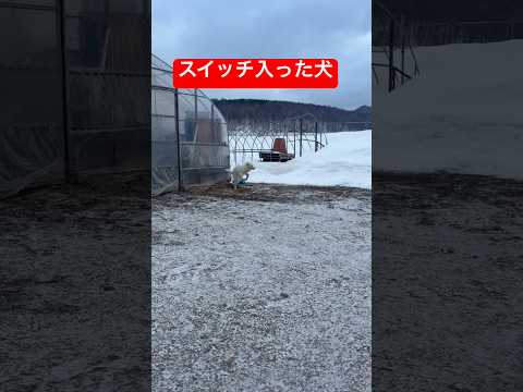 突然スイッチ入った子犬がヤバイ…shorts グレートピレニーズ ゴールデンレトリバー グレートピレニーズ子犬 豆きち サムネイル