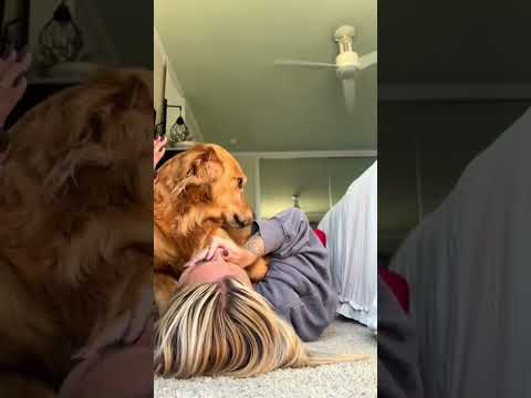 coming home to my golden retriever🥵 goldenretreiver dog ind… サムネイル