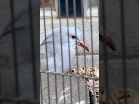 shorts ムラリン 虫でも見つけた？　カグー　野毛山動物園にて　2025年12月6日 サムネイル