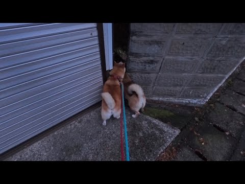 ヌシとの遭遇 サムネイル