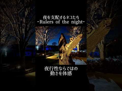 キャットワールドは夜間特化エリアへ　東武動物公園 動物園 リニューアルオープン 夜間特化エリア 大型ネコ科 サムネイル