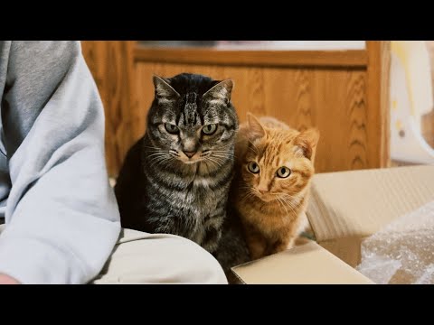 もも達の本を探しに書店巡り　Our Photo Book at the Bookstore サムネイル