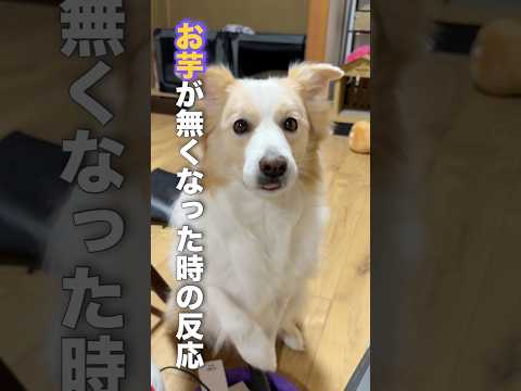 大好きなオヤツが最後の一つだったと知った時の犬の表情が悲し過ぎる...【ボーダーコリー】shorts サムネイル