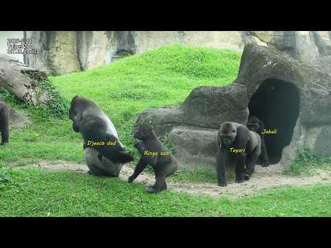 Gorilla D'jeeco family 覓食榕樹。全家往壕溝看?警戒。D'jeeco 來回2次往壕溝看 / Ri…