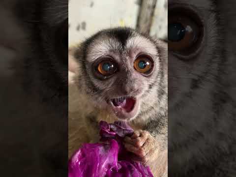 朝ごはんの紫キャベツをパクつくヨザルのよっちゃん♪shorts おばあちゃん grandma サムネイル