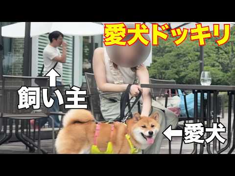 【ドッキリ】隣の客が自分の愛犬連れてたら気付くのか！？意外な結果に....